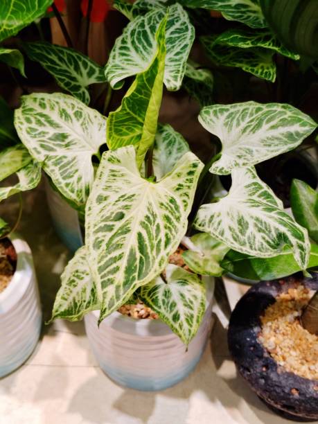 istock Syngonium podophyllum 'Batik' 2182543023