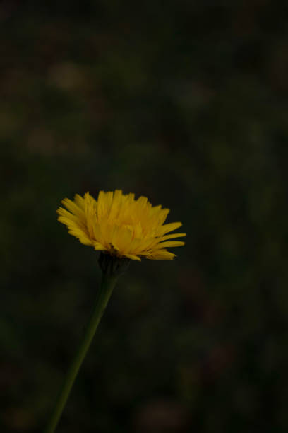 Taraxacum officinale / common dandelion / Asteraceae