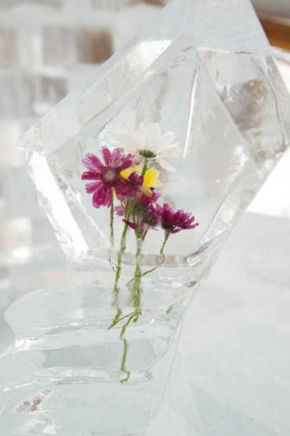istock Frozen flowers in an ice cube for show. 2182545242