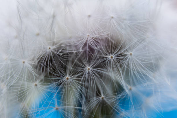 istock Dandelion Seed Head Backlit, Macro Shot of Dandelion 2182545358