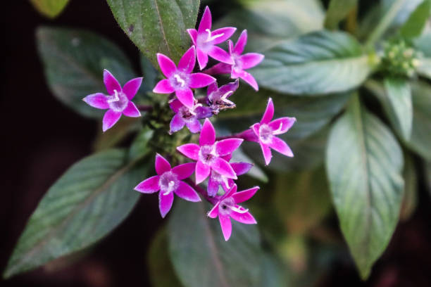 istock Small beautiful pentas flower in blurred background 2182545691