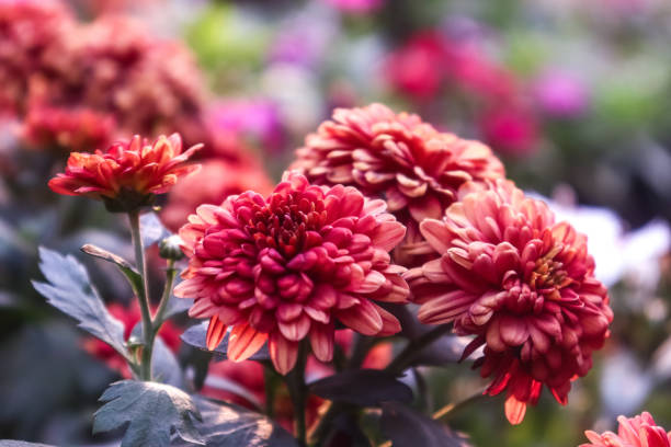 istock Very amazing red chrysanthemum flowers 2182545723