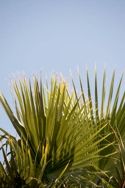 istock Nature background. Green palm leaves 2182549916