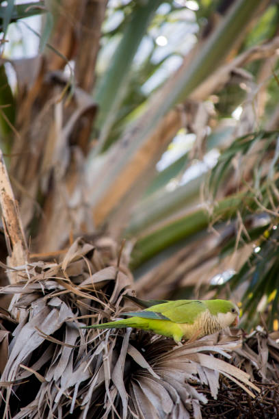 istock green parrot in the nest on the palm tree 2182550137