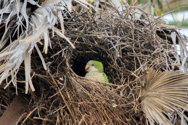 Monk Parakeet Calita (Myiopsitta monachus) wild green parrot in its nest on a tree.