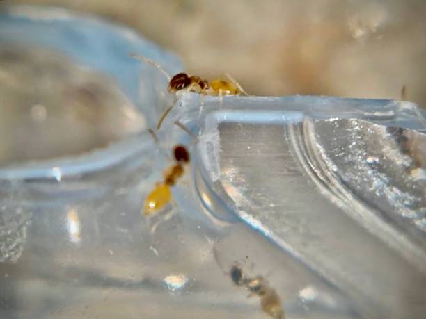 istock a close up view of a 1.5 millimeter long ghost ant (tapinoma melanocephalum) worker with 12 segmented antenna 2182557538