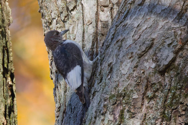 Juvenile Red-headed Woodpecker,  (Melanerpes erythrocephalus).