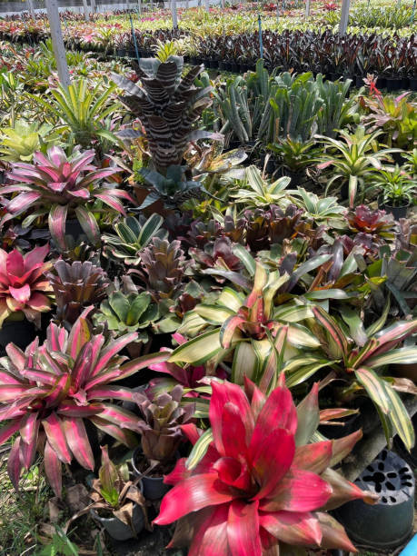 istock Caladium bicolor plant in nature garden 2182561671