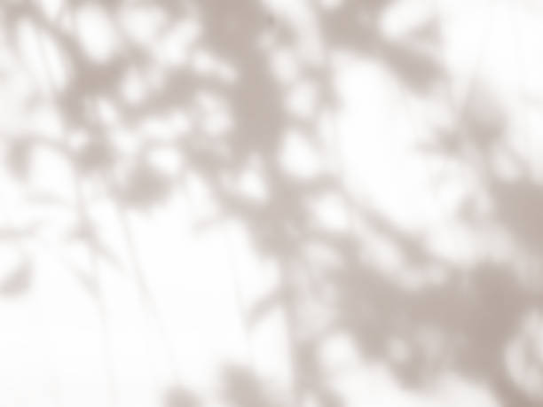 istock Beige backgrund autumn summer overlay abstract sun shadow leaf white gradient color blur room cement floor wall backdrop mockup product beauty cosmetic presentation minimal empty card tropical. 2182562352