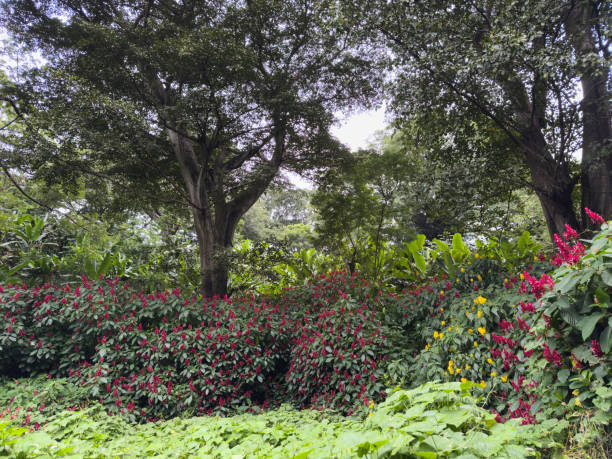 Tranquil garden filled with colorful flowers, lush green plants, and tall trees under bright sunlight.