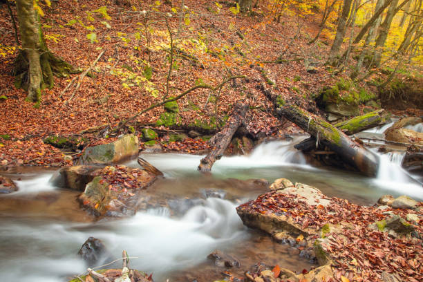istock Creek with water flowing in autumn. 2182565520
