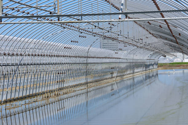 constructed from metal pipes agriculture greenhouse vegetable growing
