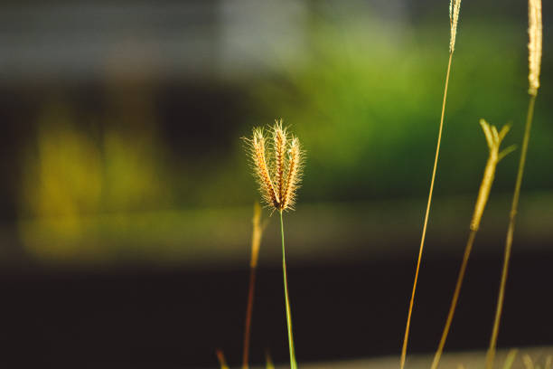 nature in big city
