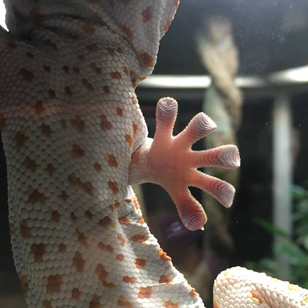 Detailed close-up of a gecko's hand showcasing its unique adhesive pads and textured skin. Colors include shades of white, orange, and pink. Background features blurred greenery.