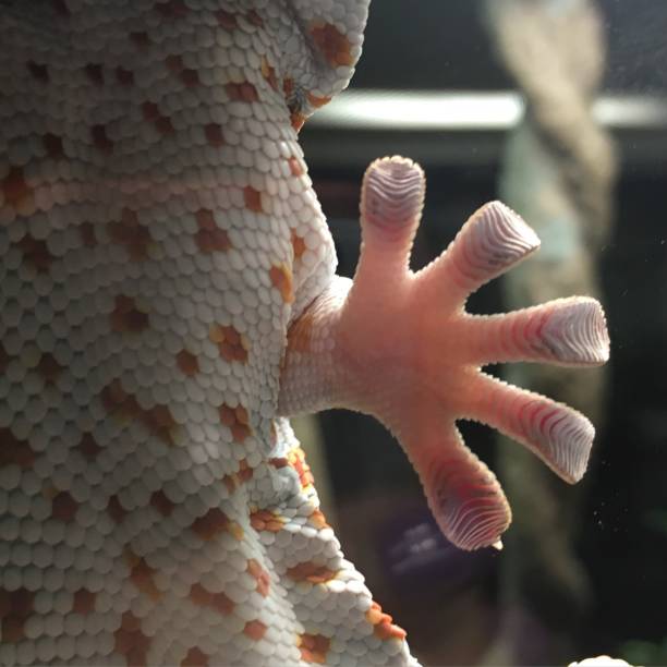 A gecko is a type of lizard belonging to the family Gekkonidae.