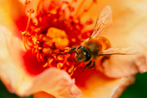 A bee inside a rose