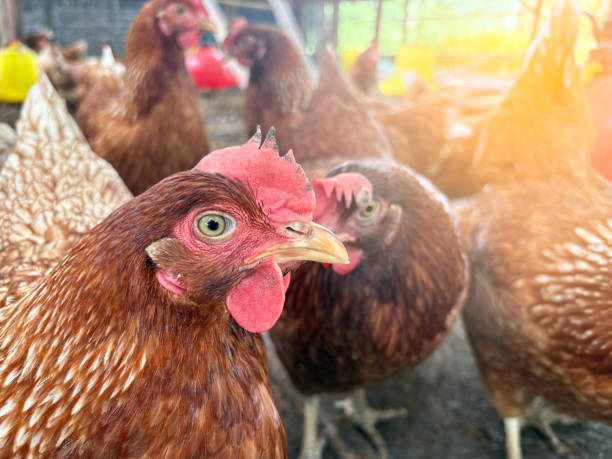 istock The chicken in the farm business 2182574444
