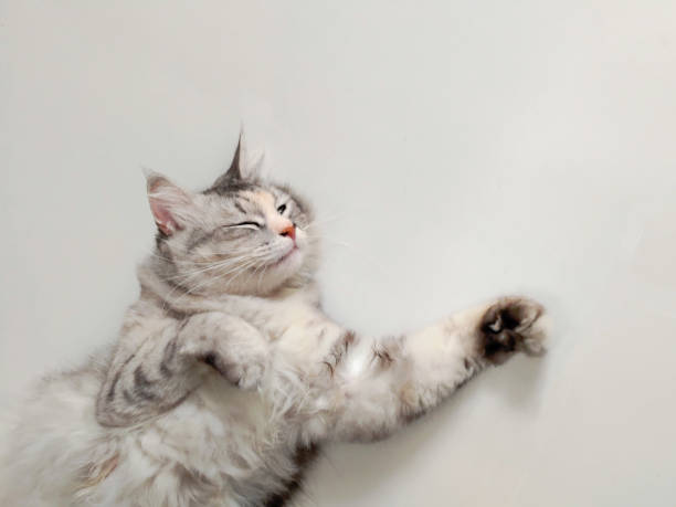 istock Cute kitten lies on his back and sleep on white isolated background 2182578234