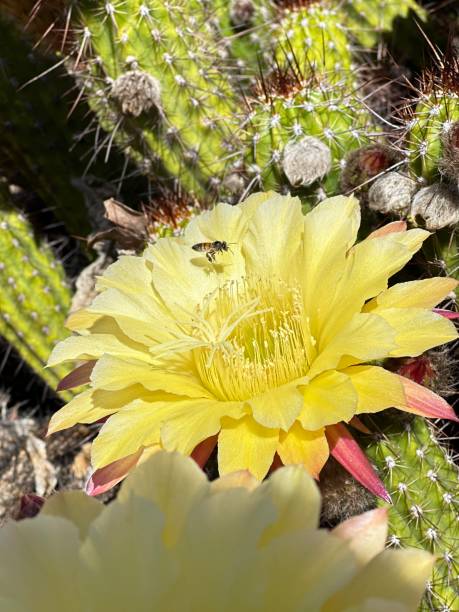 istock Beautiful Arizona 2182578316