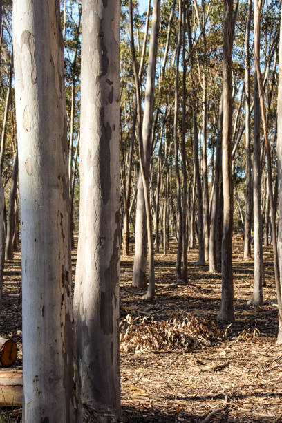 eucalyptus trees in australian bushland