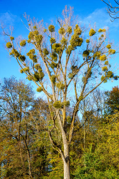 Common Mistletoe (Viscum album) on tree branches in autumn in the English Garden, Munich, Germany