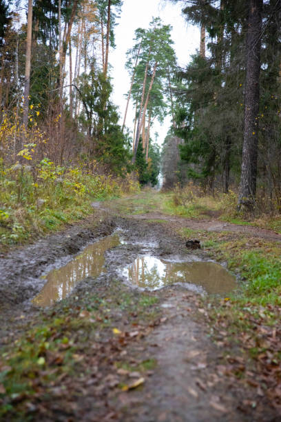 istock A huge puddle on a dirt road in the forest among the trees 2182589038