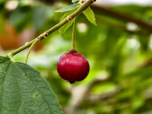 istock Muntingia calabura fruit is red when ripe 2182592083
