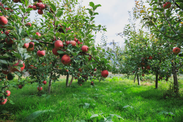 istock Red apples grow on tree in garden 2182592174