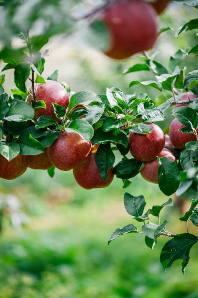 istock Red apples grow on tree in garden 2182592228