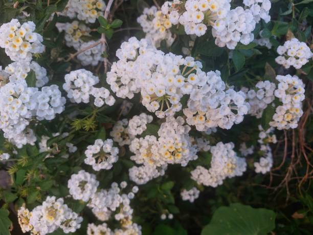 istock white lantana camara flowers blooming 2182593092