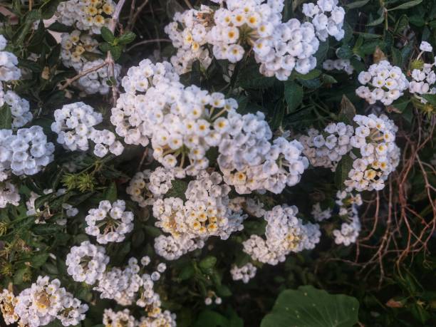 istock white lantana camara flowers blooming 2182593116