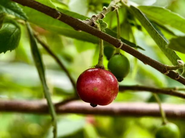 istock Muntingia calabura fruit is red when ripe 2182593257