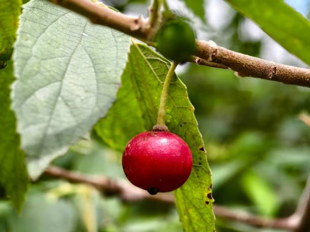 istock Muntingia calabura fruit is red when ripe 2182593261