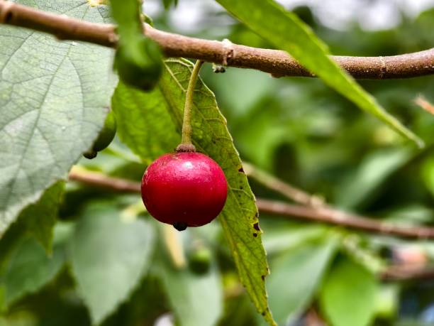 istock Muntingia calabura fruit is red when ripe 2182593343