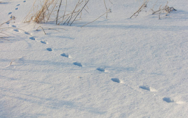 istock A snow covered field with a few footprints in the snow 2182594406