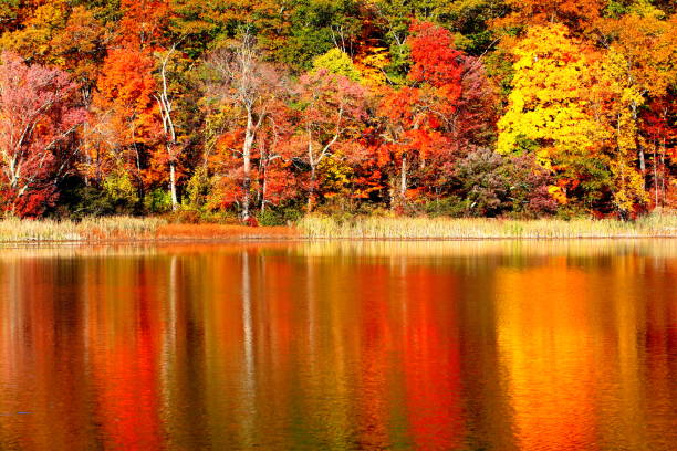 istock Autumn Landscape, foliage, magic of fall 2182594409