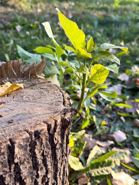A small green leaf is growing out of a tree stump. The stump is surrounded by leaves and grass, and the leaf is growing out of the stump