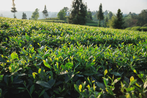 istock Green tea trees grow in spring 2182594861