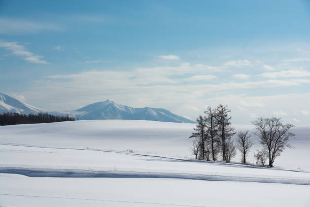 istock Larch standing in the snow field and mountains 2182595308