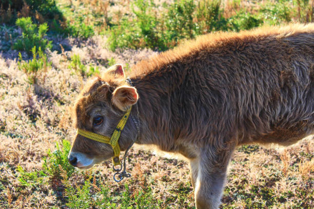 Close-up of a young calf wearing a yellow halter, grazing in a sunlit meadow. The calf’s fluffy brown coat catches the sunlight, with natural greenery providing a serene background. Perfect for themes of farm life, nature, and agriculture.