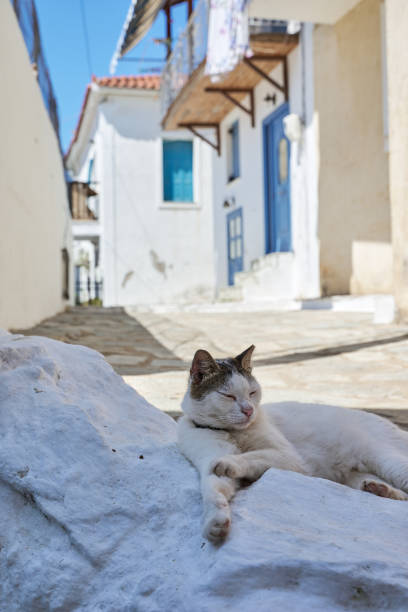 The cat is enjoying the sun