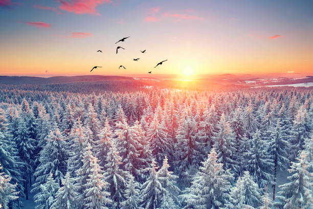 istock sunset sky over the winter forest 2182597440