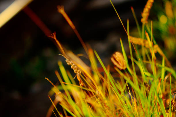 nature in big city