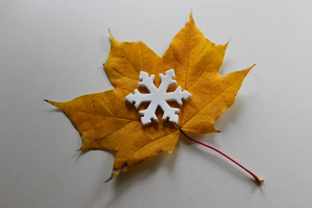 Snowflake Lies On An Autumn Fallen Leaf. Changing Seasons Stock Photo