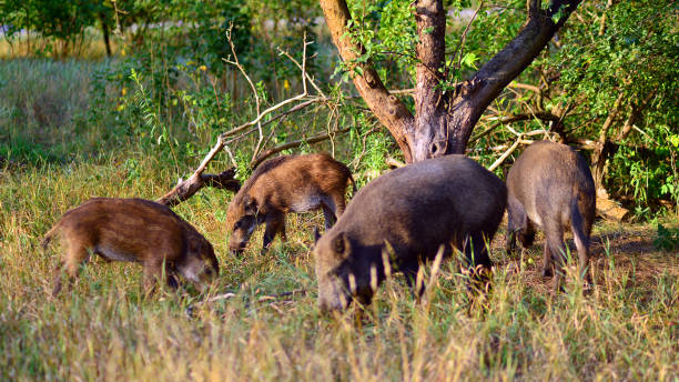 istock Boar in the wild, in the clearing. 2182600192