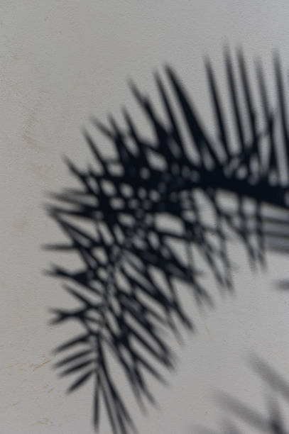 A delicate interplay of palm shadows casting artistic patterns on a textured wall in afternoon light