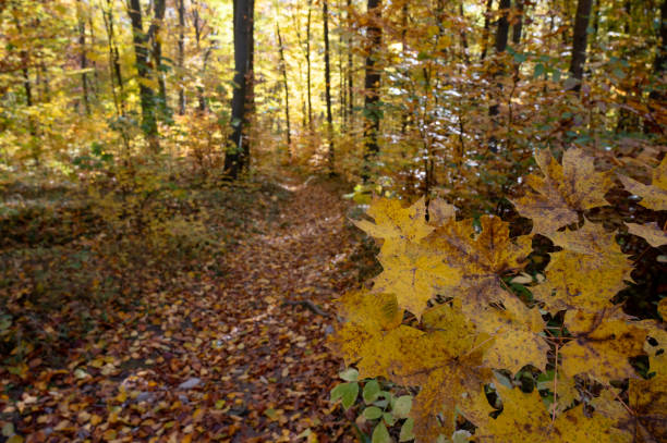 A forest path covered in fallen autumn leaves winds through trees bathed in golden light. The vibrant foliage creates a serene and inviting scene, highlighting the beauty of the autumn season.
