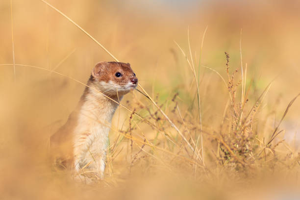 istock A cute but predatory mammal. Least Weasel (Mustela nivalis). Yellow nature background. 2182607032