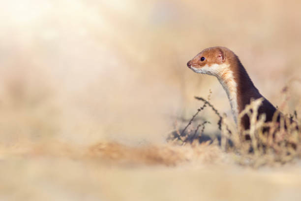 istock A cute but predatory mammal. Least Weasel (Mustela nivalis). Yellow nature background. 2182607033
