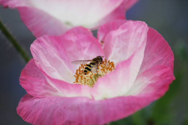 pink red blooming poppy with bees